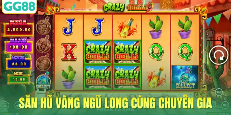 Săn hũ vàng ngũ long cùng chuyên gia